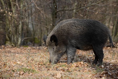 European wild boar (Sus scrofa scrofa), brook, North Rhine-Westphalia, Germany