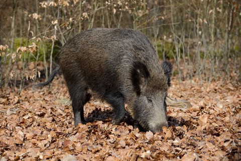 European wild boar (Sus scrofa scrofa), brook, North Rhine-Westphalia, Germany