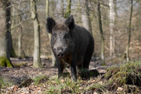 European wild boar (Sus scrofa scrofa), brook, North Rhine-Westphalia, Germany