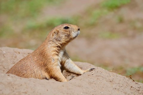 Black-tailed prairie dog (Cynomys ludovicianus) at the burrow, captive, occurrence in North America