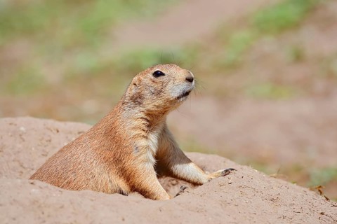 Black-tailed prairie dog (Cynomys ludovicianus) at the burrow, captive, occurrence in North America