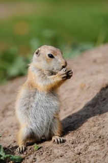 Black-tailed prairie dog (Cynomys ludovicianus), feeding juvenile, captive, occurrence in North