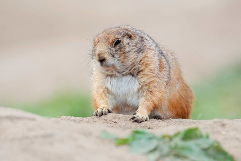 Black-tailed prairie dog (Cynomys ludovicianus), captive, occurring in North America