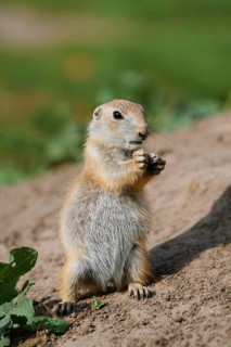 Black-tailed prairie dog (Cynomys ludovicianus), feeding juvenile, captive, occurrence in North
