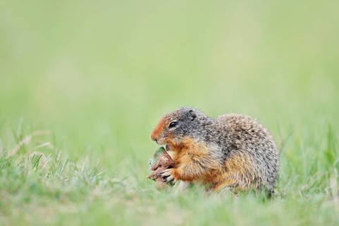 Columbia ground squirrel (Urocitellus columbianus, Spermophilus columbianus) feeding in a meadow,