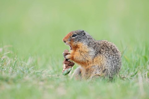 Columbia ground squirrel (Urocitellus columbianus, Spermophilus columbianus) feeding in a meadow,