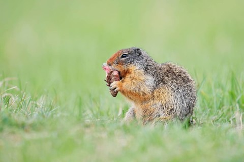 Columbia ground squirrel (Urocitellus columbianus, Spermophilus columbianus) feeding in a meadow,