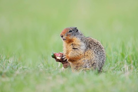 Columbia ground squirrel (Urocitellus columbianus, Spermophilus columbianus) feeding in a meadow,