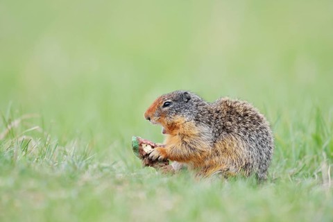 Columbia ground squirrel (Urocitellus columbianus, Spermophilus columbianus) feeding in a meadow,