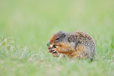 Columbia ground squirrel (Urocitellus columbianus, Spermophilus columbianus) feeding in a meadow,