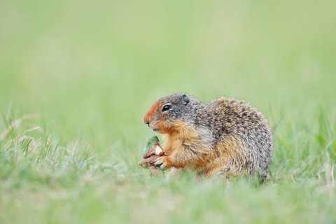Columbia ground squirrel (Urocitellus columbianus, Spermophilus columbianus) feeding in a meadow,