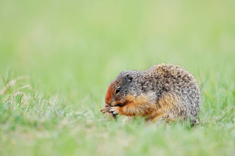 Columbia ground squirrel (Urocitellus columbianus, Spermophilus columbianus) feeding in a meadow,
