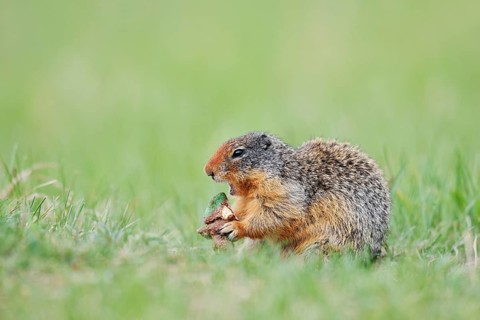 Columbia ground squirrel (Urocitellus columbianus, Spermophilus columbianus) feeding in a meadow,