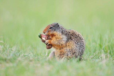 Columbia ground squirrel (Urocitellus columbianus, Spermophilus columbianus) feeding in a meadow,