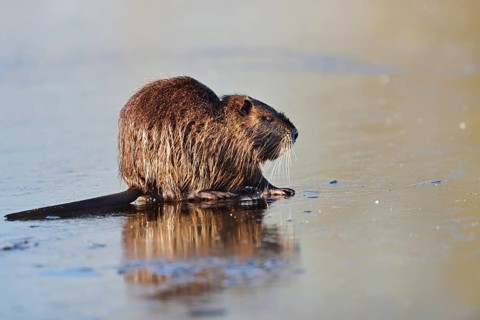 Nutria (Myocastor coypus) on the ice surface of a lake in winter, neozoa in Germany, North