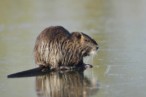 Nutria (Myocastor coypus) on the ice surface of a lake in winter, neozoa in Germany, North