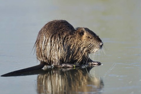 Nutria (Myocastor coypus) on the ice surface of a lake in winter, neozoa in Germany, North