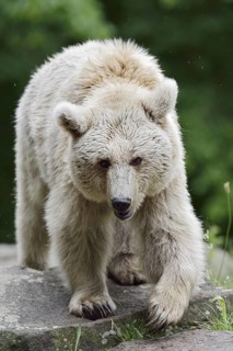 Syrian brown bear (Ursus arctos syriacus), occurring in the Caucasus, captive, Germany