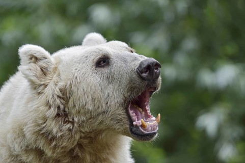 Syrian brown bear (Ursus arctos syriacus), portrait, occurrence in the Caucasus, captive, Germany