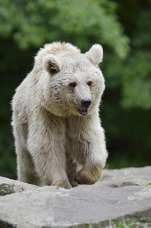 Syrian brown bear (Ursus arctos syriacus), occurring in the Caucasus, captive, Germany
