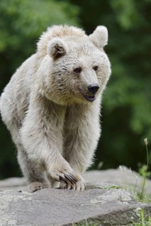 Syrian brown bear (Ursus arctos syriacus), occurring in the Caucasus, captive, Germany
