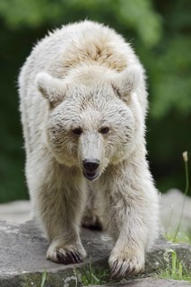 Syrian brown bear (Ursus arctos syriacus), occurring in the Caucasus, captive, Germany