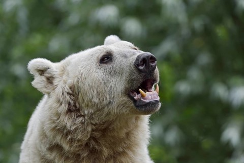 Syrian brown bear (Ursus arctos syriacus), portrait, occurrence in the Caucasus, captive, Germany
