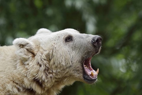 Syrian brown bear (Ursus arctos syriacus), portrait, occurrence in the Caucasus, captive, Germany