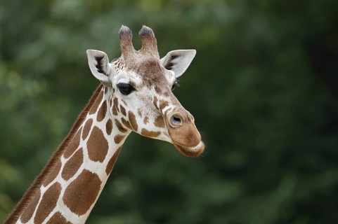 Reticulated giraffe (Giraffa camelopardalis reticulata), portrait, captive, occurrence in Africa