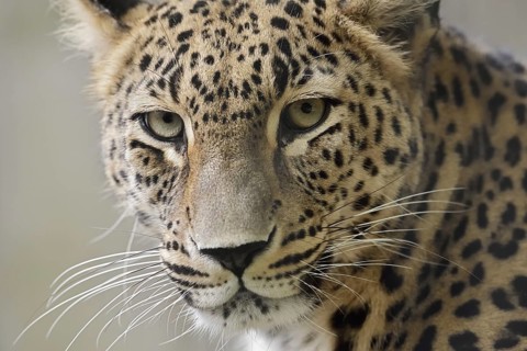Persian leopard (Panthera pardus saxicolor), portrait, captive, occurring in Asia