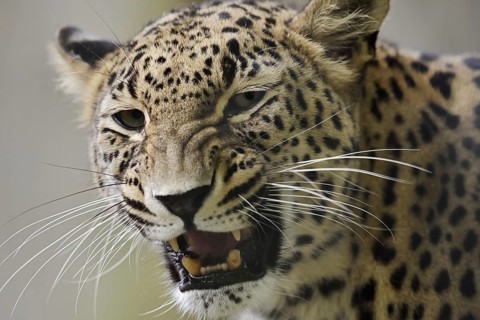 Persian leopard (Panthera pardus saxicolor), portrait, snarling, captive, occurring in Asia