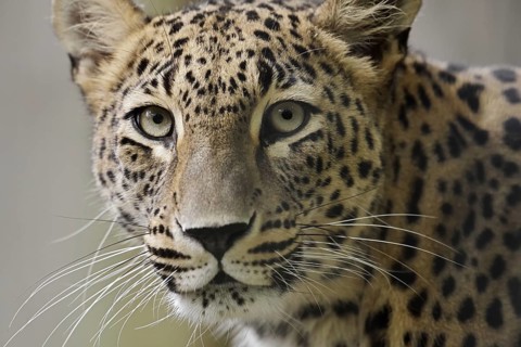 Persian leopard (Panthera pardus saxicolor), portrait, captive, occurring in Asia
