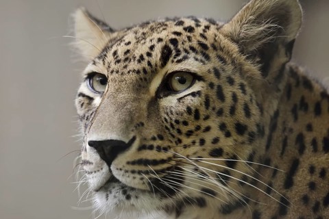 Persian leopard (Panthera pardus saxicolor), portrait, captive, occurring in Asia