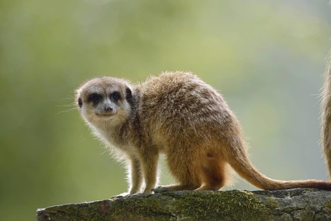Meerkat or suricate (Suricata suricatta), captive, occurring in southern Africa