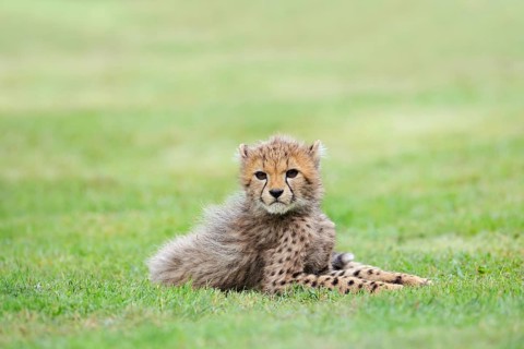Cheetah (Acinonyx jubatus), young animal lying in a meadow, occurrence in Africa