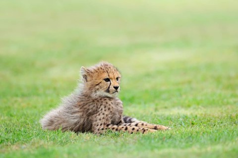 Cheetah (Acinonyx jubatus), young animal lying in a meadow, occurrence in Africa