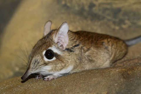 Rufous elephant shrew (Galegeeska rufescens, Elephantulus rufescens), captive, occurring in East
