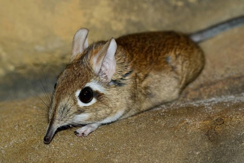 Rufous elephant shrew (Galegeeska rufescens, Elephantulus rufescens), captive, occurring in East