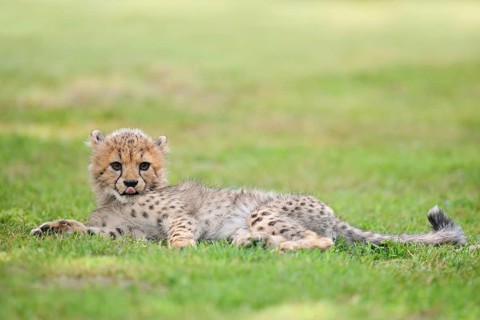 Cheetah (Acinonyx jubatus), young animal lying in a meadow, occurrence in Africa