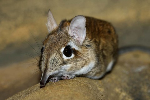 Rufous elephant shrew (Galegeeska rufescens, Elephantulus rufescens), captive, occurring in East