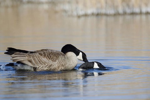 Canada goose (Branta canadensis), pair copulating, North Rhine-Westphalia, Germany