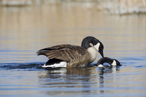 Canada goose (Branta canadensis), pair copulating, North Rhine-Westphalia, Germany