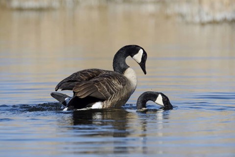 Canada goose (Branta canadensis), pair copulating, North Rhine-Westphalia, Germany