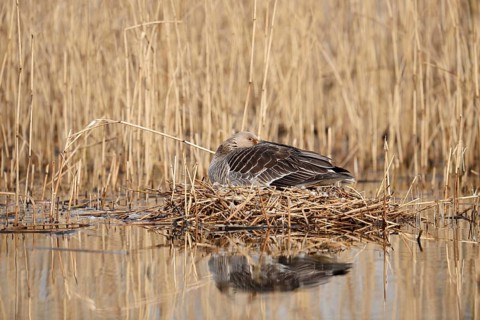 Greylag goose (Anser anser) sitting brooding on the nest, North Rhine-Westphalia, Germany