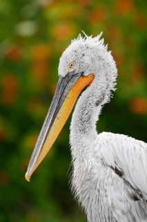 Dalmatian pelican (Pelecanus crispus), portrait of an adult bird, captive, Germany
