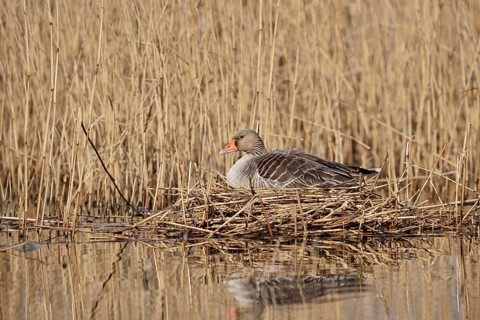 Greylag goose (Anser anser) sitting brooding on the nest, North Rhine-Westphalia, Germany