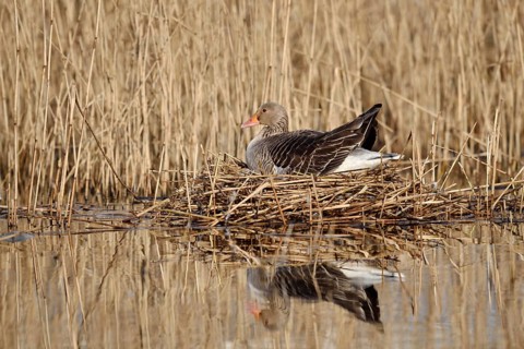 Greylag goose (Anser anser) sitting brooding on the nest, North Rhine-Westphalia, Germany