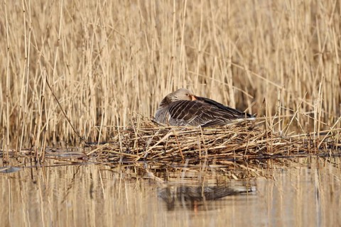 Greylag goose (Anser anser) sitting brooding on the nest, North Rhine-Westphalia, Germany