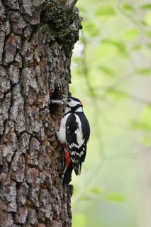 Great spotted woodpecker (Dendrocopos major, Picoides major), male at the breeding cavity, North
