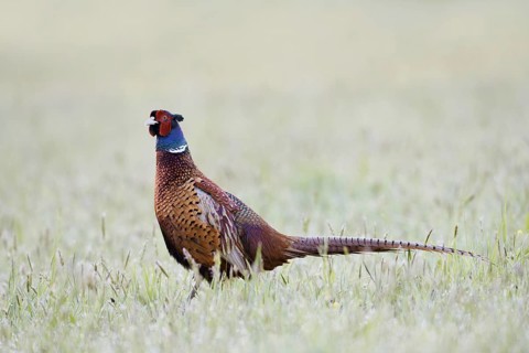 Hunting pheasant (Phasianus colchicus), cock in a meadow, North Rhine-Westphalia, Germany